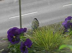 Idag 2004-04-25 018.jpg